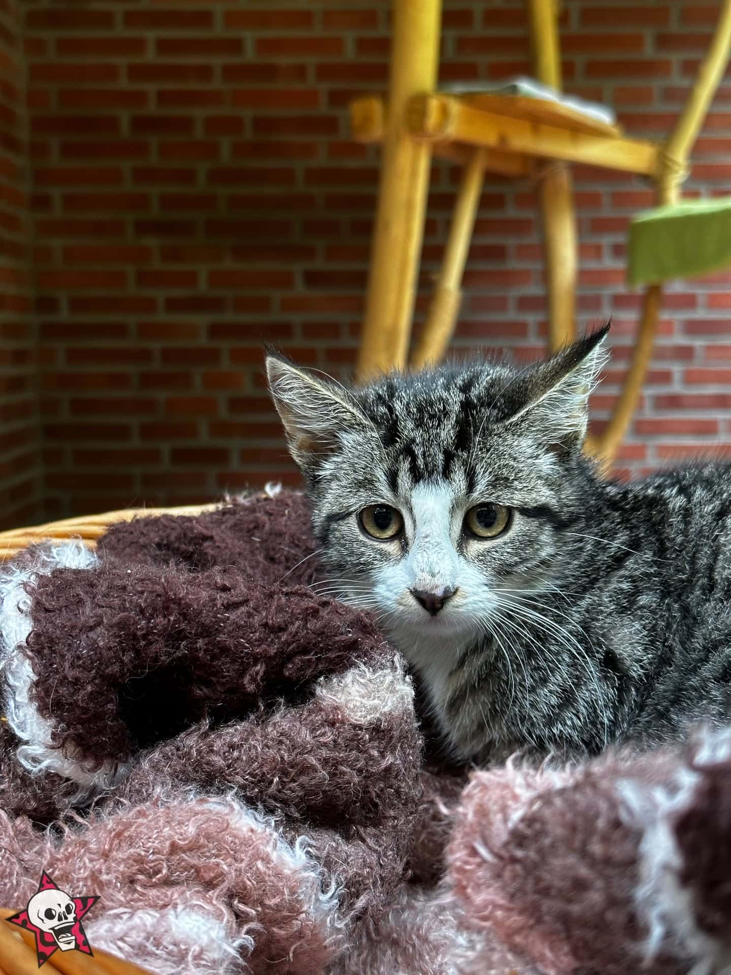 2023-07-31-Tierheim-Oldenburg-Leo-Skull-Foto-Carsten-Dobschat-024