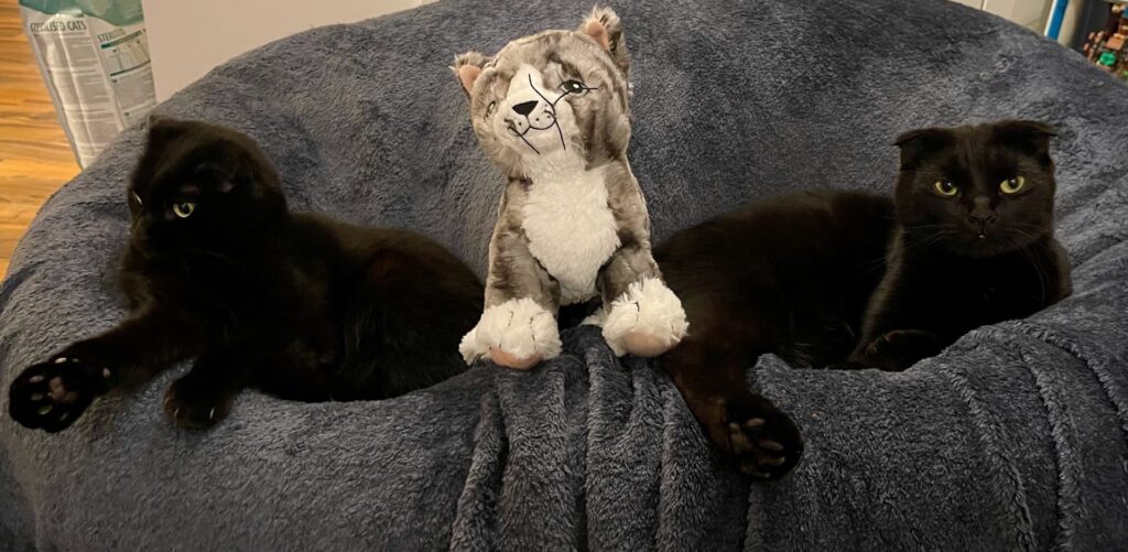 Zwei schwarze Katzen mit Plüschtier auf Couch.